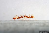 Do Ants Have an Odor?