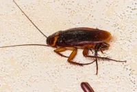 Cockroach Egg Appearance Explained
