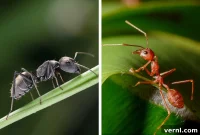 Red Ants vs. Fire Ants: The Key Differences Revealed