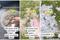 Toilet Paper Hack: Fix Lawn Gaps Effortlessly