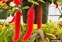 Unmasking The Red Fuzzy Plant