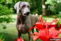 Lilies and Dogs What Every Owner Must Know