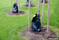 Tree Watering Bags: Fact or Fiction? An Honest Assessment