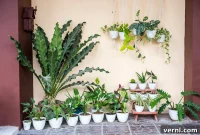 The Perfect Time to Move Houseplants Outdoors