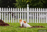 The Dirt on Why Dogs Dig