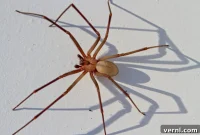 Keeping Brown Recluse Spiders Out of Your Home