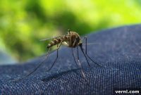 Are Your Clothes Mosquito-Proof?