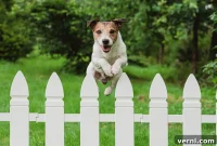 Preventing Fence Jumping in Dogs
