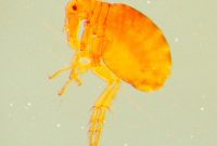 The Surprisingly Long Lifespan of Fleas in Petless Houses