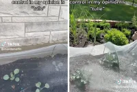 Effortless Garden Hack for Permanent Pest Control