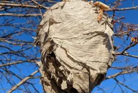 The Mystery of Winter Wasps