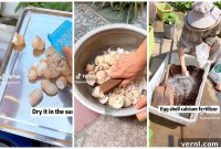 Eggshells to Eden: Your Garden’s Easiest Nutrient Upgrade