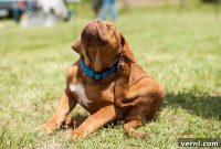 Chemical-Free Ways to Rid Your Dog of Fleas