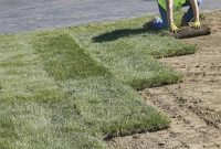 Sod vs Seed: Lawn Launch