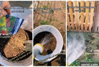 Cultivating Chaos: The Hottest Wild Gardening Trend