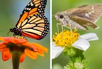 The Pollination Showdown: Butterfly or Moth