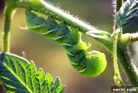 Tomato Hornworm’s Secret Transformation