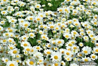 Shasta Daisy Mastery: Your Complete Growing Handbook