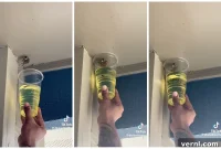 TikTok’s Wasp Solution: A Buzzworthy Idea or a Sting of Danger?