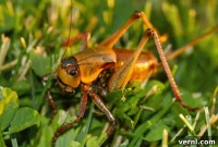 Unraveling the Mystery of Mormon Crickets