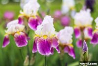 Unlocking the Splendor of Bearded Irises