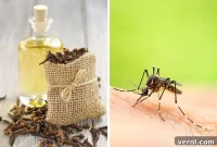 Homemade Clove Oil Bug Repellent for Natural Pest Management