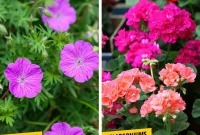 Decoding Geraniums and Pelargoniums Their Key Distinctions
