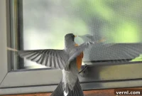 Glass A Deadly Illusion for Birds
