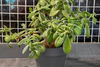 Secrets to a Thriving Jade Plant