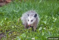 Opossums Unexpected Allies for a Healthier Home