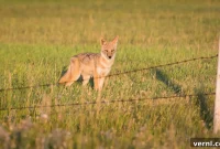 Do Fences Really Keep Coyotes Out
