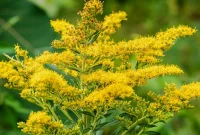 Goldenrod Gardens: Cultivating This Radiant Wildflower