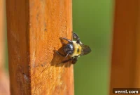 Carpenter Bees: The Wood Destroyers and How to Stop Them