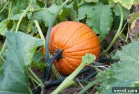 Cultivating Your Own Jack-O-Lantern: A Seasonal Guide to Growing Halloween Pumpkins