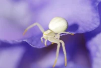Unraveling the Mystery of Garden Spiders