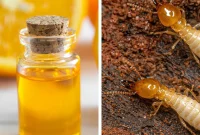 Orange Oil for Termites What You Need to Know