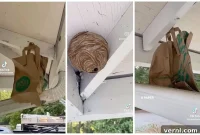 The Paper Bag Wasp Deception