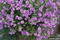 The Secret to Gorgeous Fall Asters