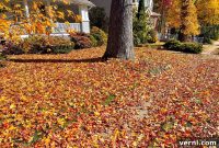 2024 Leaf Removal Costs Your Comprehensive Guide