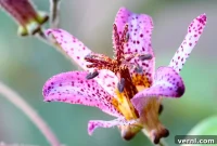 Grow Exquisite Toad Lilies for a Stunning Autumn Display