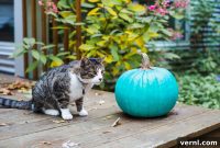Teal Pumpkins This Halloween Here Is What They Mean