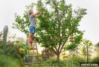 Seasonal Secrets for Vibrant Trees