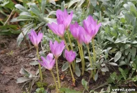 Fall’s Floral Surprise: Growing Autumn Crocus for Late Season Beauty