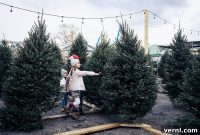 Christmas Tree Lifespan Secrets