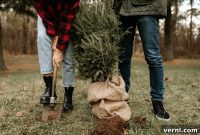 Giving Your Christmas Tree a New Outdoor Life