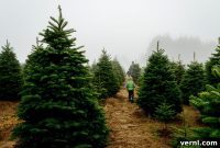 Cultivating Your Christmas Tree Farm: A Startup Guide