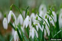 Snowdrop Care From Bulb to Bloom