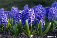 Unlock Spring Beauty: Planting Hyacinth Bulbs Made Easy