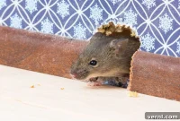 Uninvited Guests: 7 Diseases Mice Bring