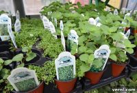 Cracking the Plant Tag Code